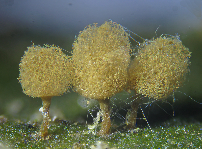 Arcyria pomiformis